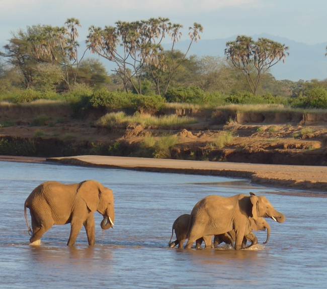 Un grupo de elefantes cruza un río en Samburu