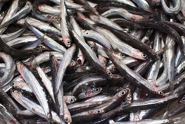 El hígado de los peces contiene ácidos grasos beneficiosos para la salud