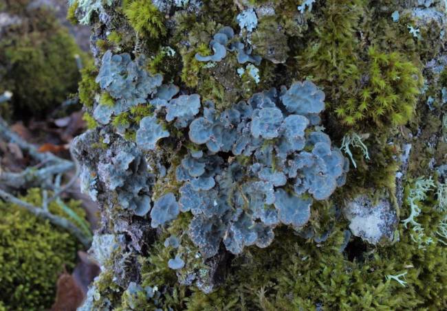 El liquen que cambia su estrategia de reproducción en función del clima