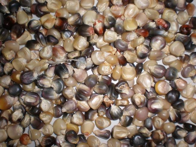 El maíz de color oscuro tiene más propiedades antioxidantes