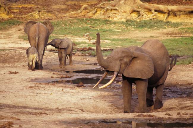 El marfil de un buque hundido del s. XVI da nuevas pistas sobre los elefantes del África Occidental 