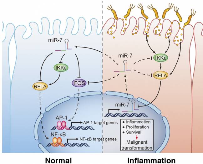El microARN miR-7 reprime el cáncer de estómago