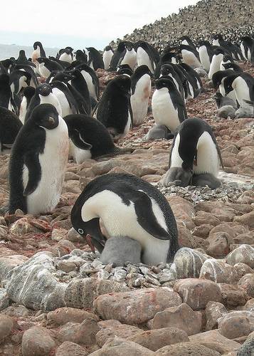 El nuevo censo de la vida marina recoge a más de 6.000 especies