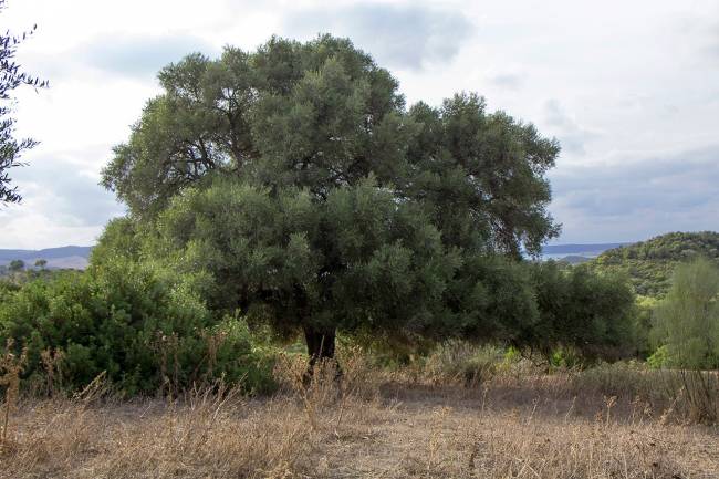 El olivo silvestre prefiere el polen lejano para su reproducción