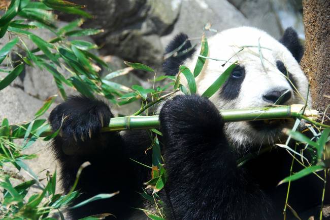 El origen del falso pulgar del panda se relaciona con la locomoción