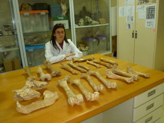 El oso de las cavernas era carroñero