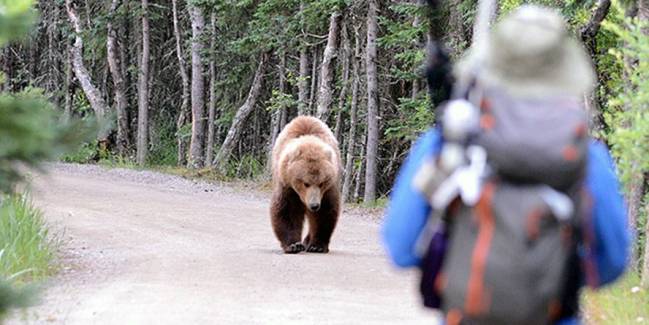 El oso pardo atacó 664 veces a personas entre 2000 y 2015 