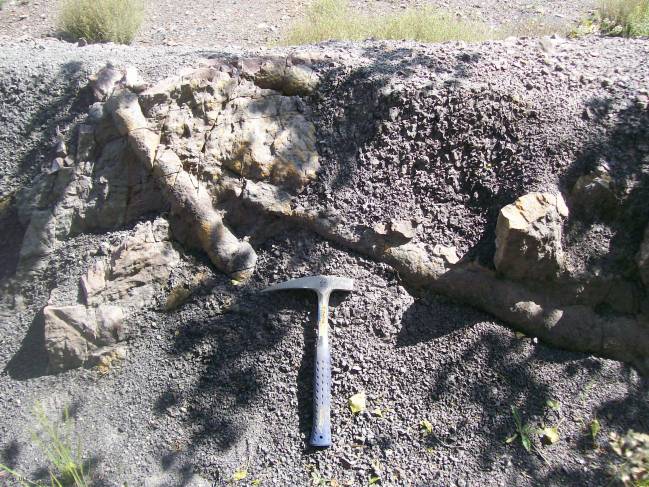 El paleobosque carbonífero de Verdeña en la Montaña Palentina, ejemplo mundial de Paleobotánica 
