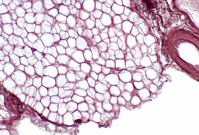 El primer atlas hormonal a escala celular revela nuevas conexiones entre órganos, inmunidad y metabolismo