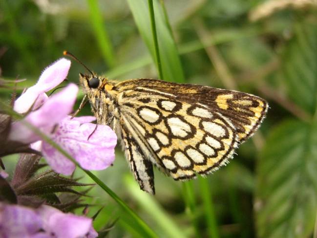 mariposa