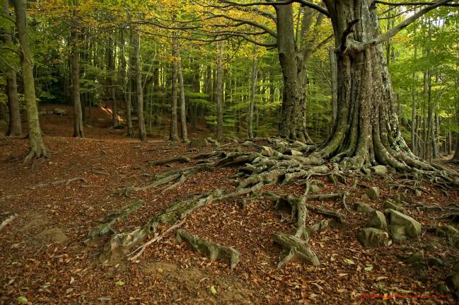 El ritmo de captura de CO2 de los bosques catalanes disminuye un 17 % en 25 años  