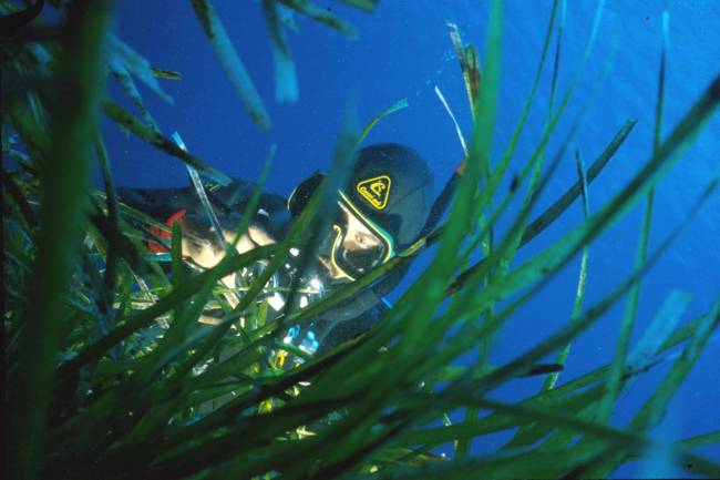 El ruido de origen humano contribuye a reducir las poblaciones de posidonia