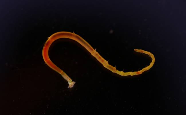 El secreto evolutivo que esconde una larva