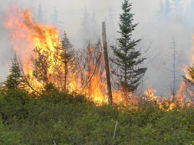 El SOS de los bosques