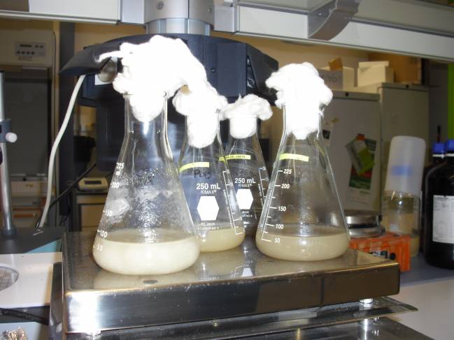 El suero del queso se puede aprovechar en fármacos y cosméticos