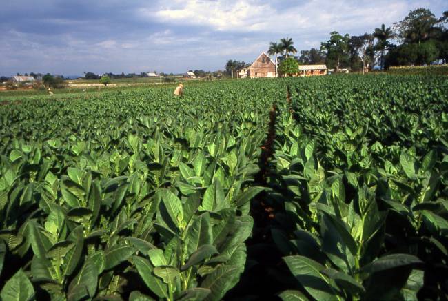 El tabaco modificado genéticamente es una alternativa para producir bioetanol
