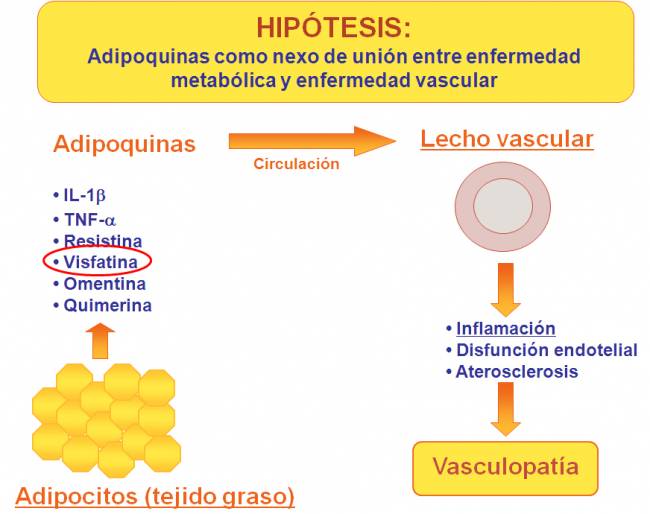 El tejido adiposo puede producir proteínas capaces de inflamar y dañar los vasos sanguíneos