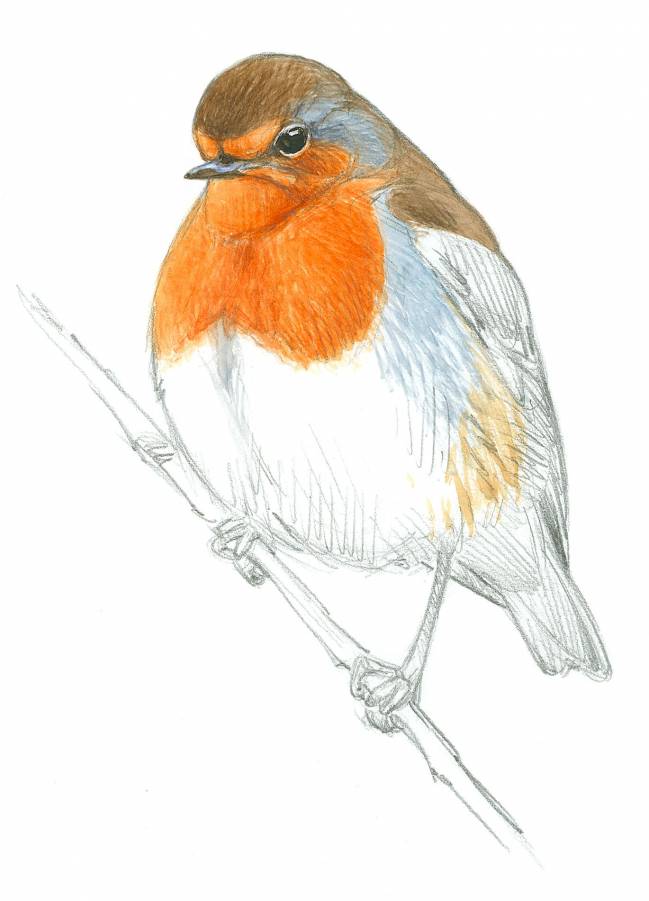 El tiempo extremo de las últimas primaveras afecta a la reproducción de las aves comunes