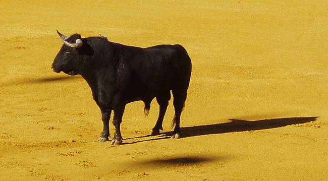 El toro de lidia tiene una información genética en el cromosoma Y única en el mundo