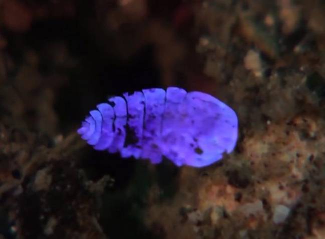 El ‘truco de magia’ del zafiro de mar para volverse invisible