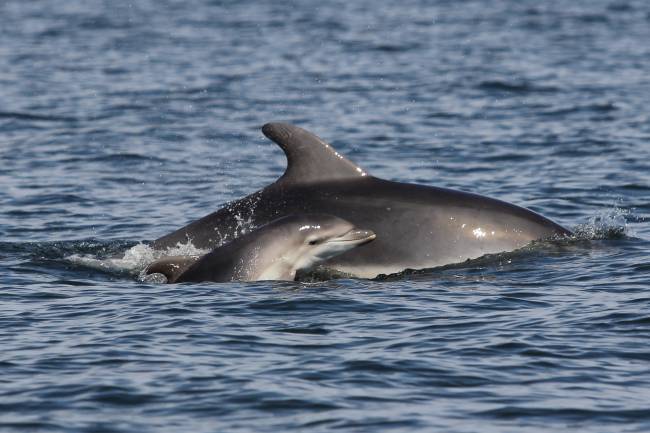 El turismo pone en jaque a los delfines de las islas Baleares