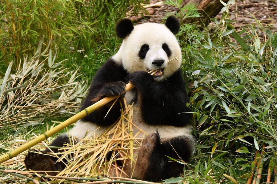 El último oso panda de Europa vivió en la península ibérica