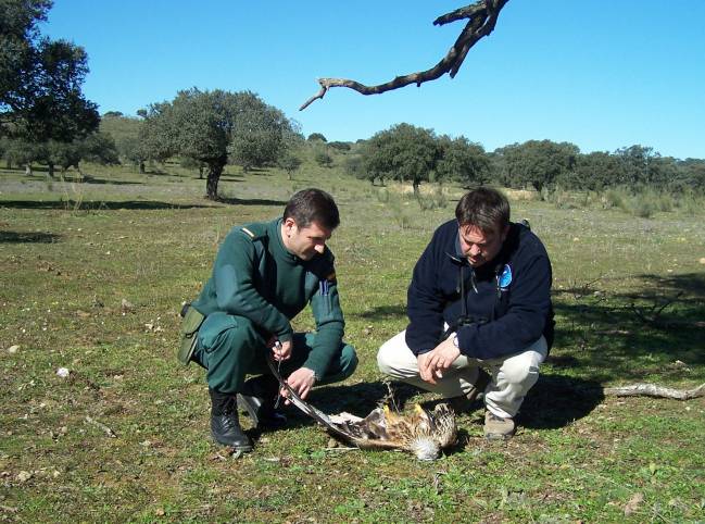 El veneno pone en peligro de extinción al milano real