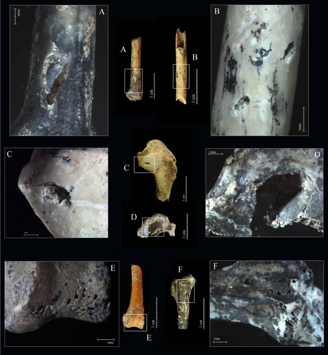  El yacimiento de la Grotte des Barasses II aporta nuevos datos sobre las aves del Paleolítico medio