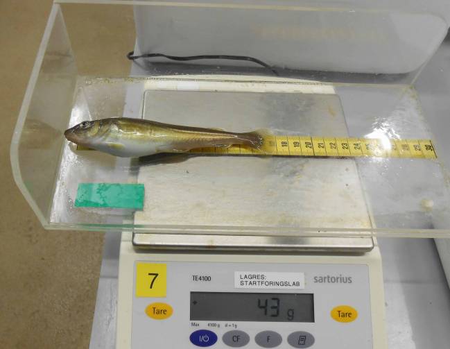 Elaboran un pienso que reduce el estrés en el bacalao y mejora su crecimiento 
