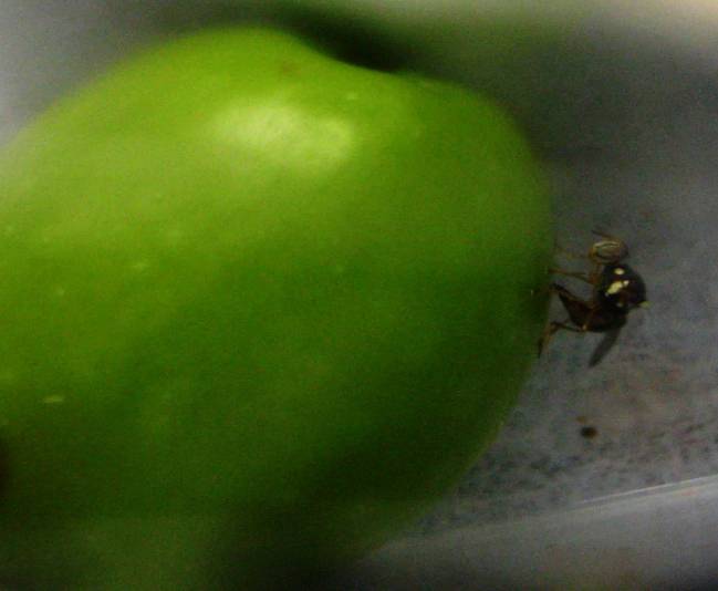 Emplean un hongo como herramienta de control de la mosca del olivo