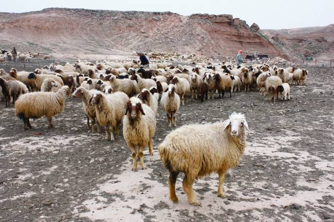 En busca de la superoveja