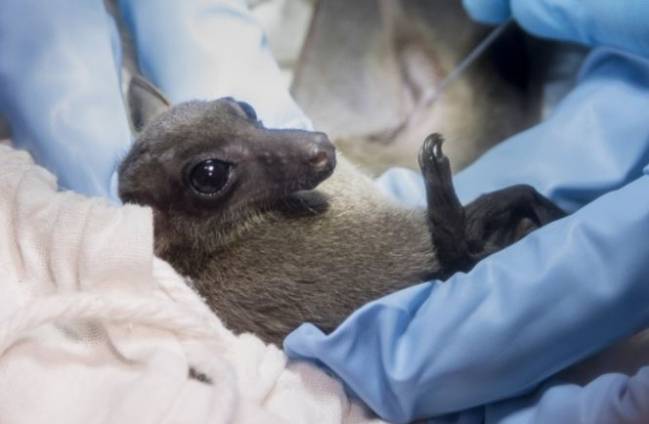 En busca de los virus que los animales transmitirán a los humanos