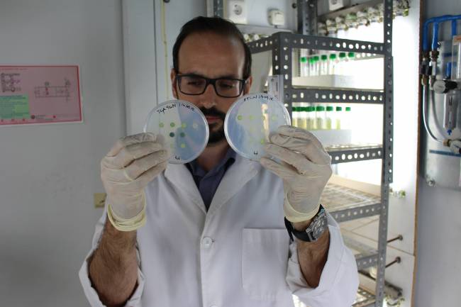 Encontrado un mecanismo de defensa utilizado por las plantas para superar el estrés