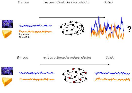 Entendiendo el código neuronal