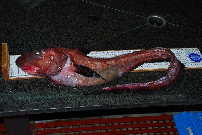 Entregan en el Centro Oceanográfico de Vigo del IEO un extraño pez capturado en aguas Gallegas
