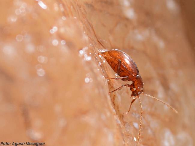 Escarabajos cavernícolas evolucionan reduciendo sus estados larvarios