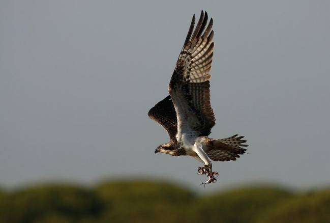 España contará con un Inventario del Patrimonio Natural y de la Biodiversidad