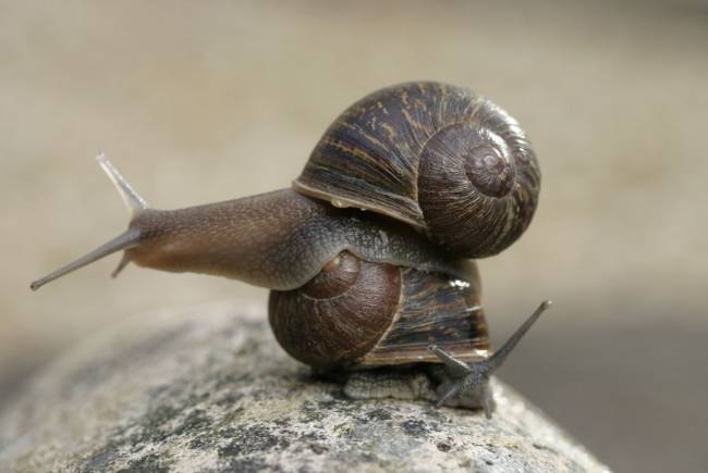 El caracol Jeremy