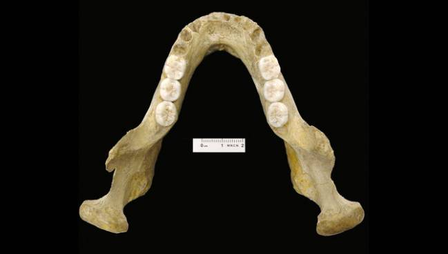 Esta mandíbula neandertal es un ‘expediente X’