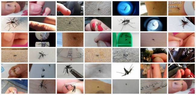 Esta primavera ha registrado el mayor número de mosquitos tigre de los últimos cinco años 