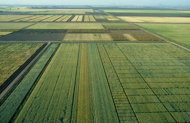 Campo de trigo