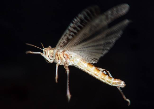 Langosta del desierto (Scchitocerca gregaria)