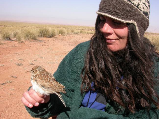 Estudiarán las aves de la cordillera cantábrica para contribuir a protegerlas frente al cambio global