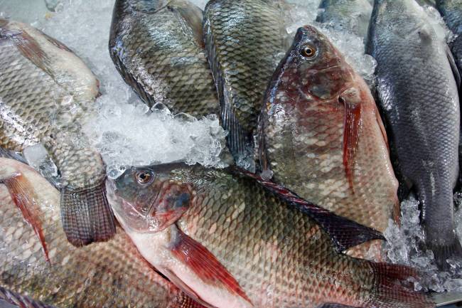 Evaluan el riesgo de exposición a químicos al ingerir pescado y marisco