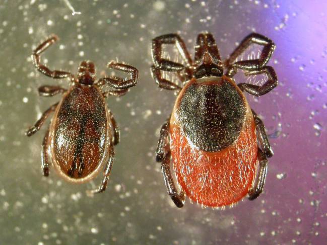 Expertos confirman la necesidad de vigilar a las garrapatas