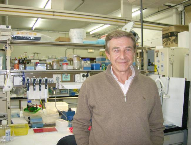 Expertos de la Universidad de Sevilla estudian la relación entre el sistema inmune del cerebro y el Alzheimer  