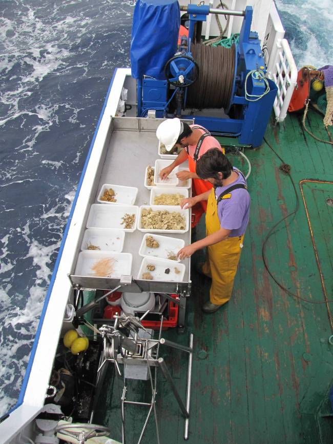 Exploran la biodiversidad de varias islas submarinas canarias 