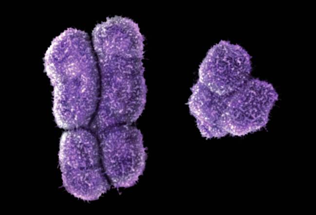 Genes ancestrales del cromosoma Y han sido esenciales en la supervivencia de los machos 