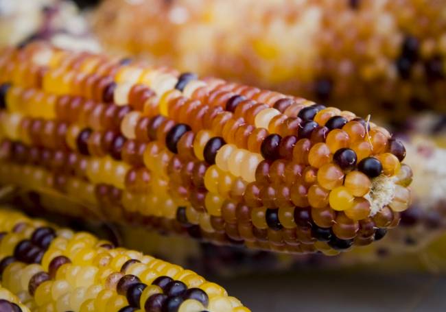 Genes saltarines controlan a sus congéneres para evitar daños en el organismo