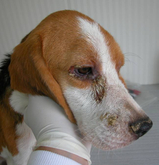 Hacia el control de la leishmaniasis en perros